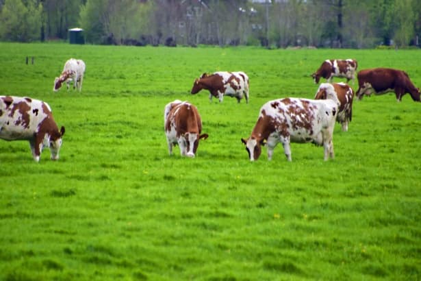 Cattle grazing in open rangeland